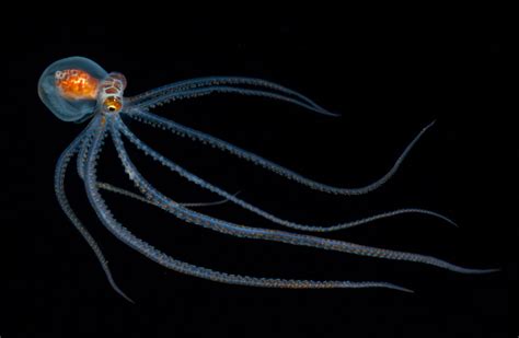 Underwater Photographer Takes Incredible Images Of Hawaii S Ocean Life At Night Iflscience