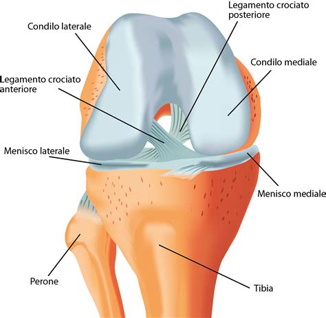 La Riabilitazione Del Ginocchio Infortunato Ortopedici E Sanitari