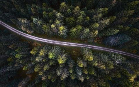 Green Forest Top View Treetops Forest Road Dirt Road View From The
