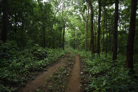 Integrating Forests With Agriculture Crucial To Sustainable Development