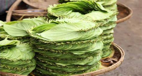 These Health Benefits Of Betel Leaf Will Mesmerize You