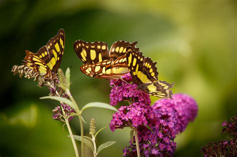 Photography Butterfly Flowers Pink Flowers Macro Insect