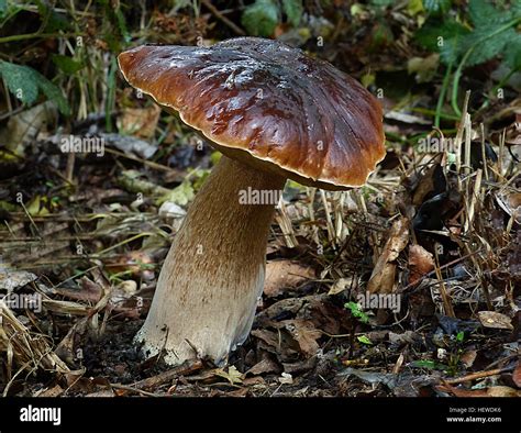 A Bolete Is A Type Of Fungal Fruiting Body Characterized By The