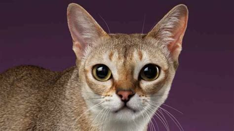 Conoce Las 5 Razas De Gatos Más Pequeños Del Planeta Mascotario