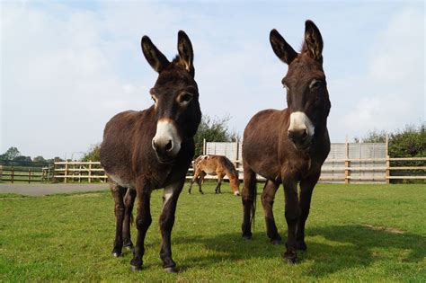 Here's a look at six of the best marathoners in the animal. Redwings Horse Sanctuary goes extra mile to save troubled ...