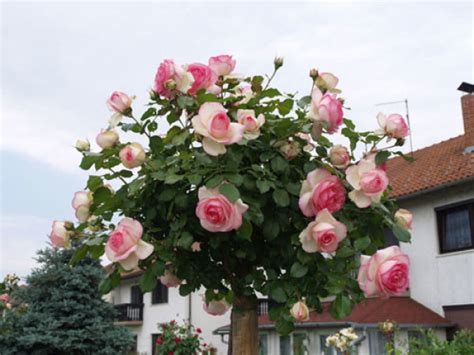 Eden Rose 88 Ruža Stablašica Ukrasno Bilje Poljoprivredni