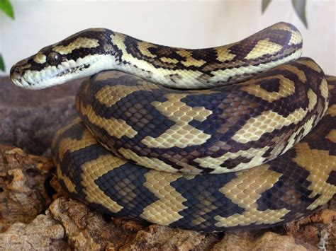 Freshly Shed Carpet Python Reptiles Reptiles Pet Reptile Snakes