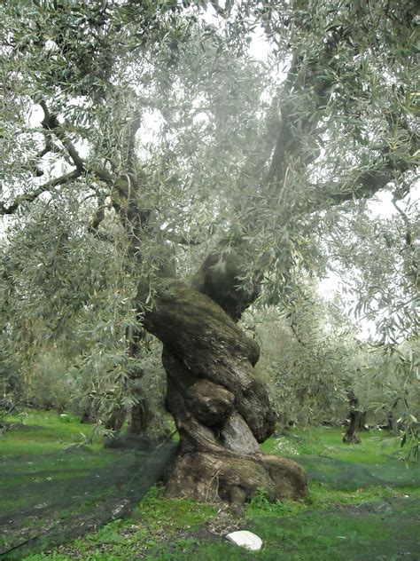 Fileancient Olive Tree In Pelion Greece Wikimedia Commons