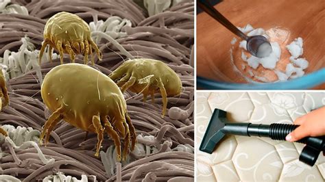 How To Get Rid Of Dust Mites In Mattress Incredible Solution In Home