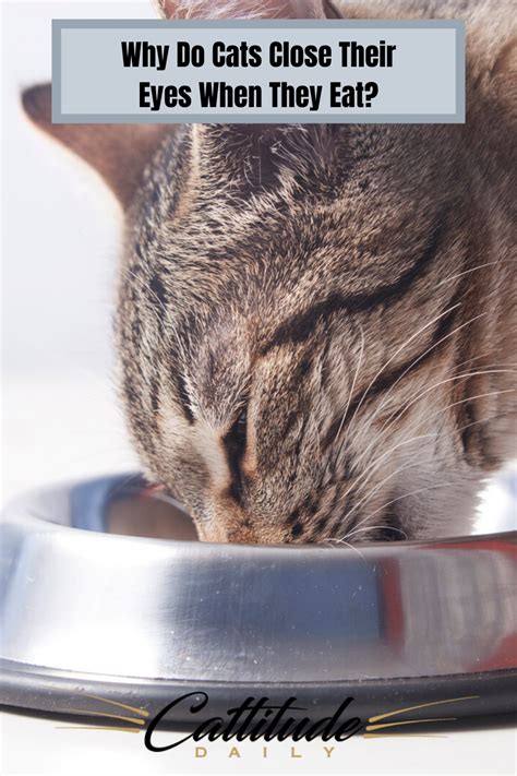 How Often Do Cats Eat In The Wild All Things About Pets