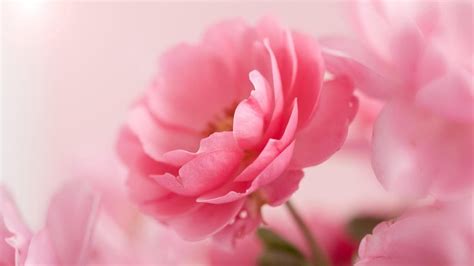 23 Jenis Bunga Terindah Di Dunia Yang Mampu Membuatmu Jatuh Cinta