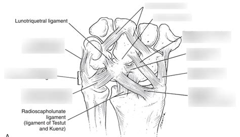 Palmar Wrist Ligaments Diagram Quizlet