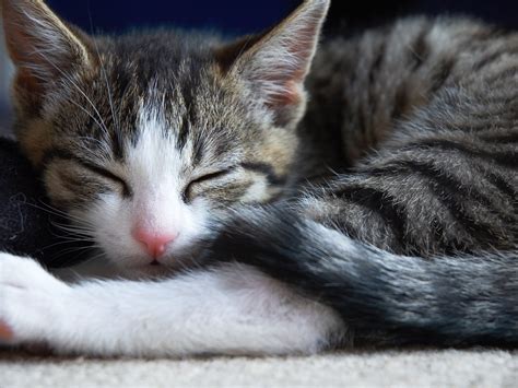 Little Cute Sleeping Cat Wallpapers And Images