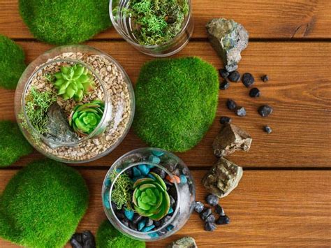 How To Grow Moss Indoors