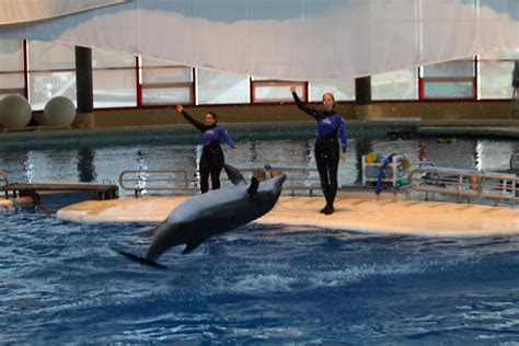 Dolphin Show National Aquarium In Baltimore Md 1212139 Photograph
