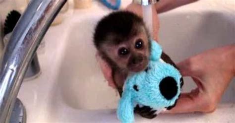 Baby Monkey Takes Her First Bath Ever And Its The Cutest Thing In The