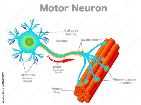 Motor Neuron Motoneuron Diagram Transmission Of The Nerve Signal From