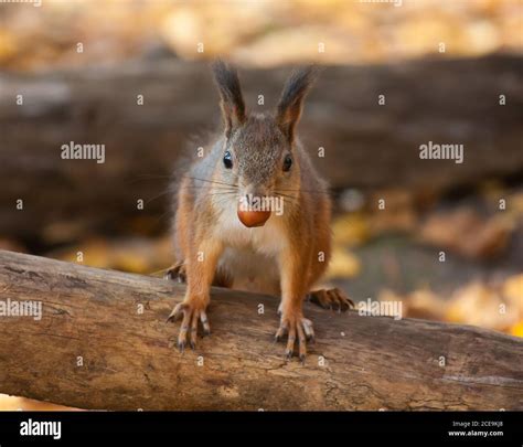 Squirrel With Hazelnut Stock Photo Alamy
