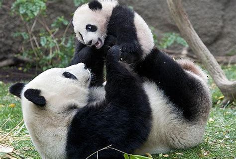 The cub is healthy and are going fine. News Alert: New Panda in San Diego Zoo | Baby Animal Zoo