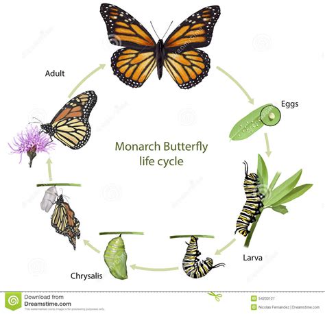 El Ciclo De Vida De Una Mariposa Life Cycle Of A Butterfly Oruga