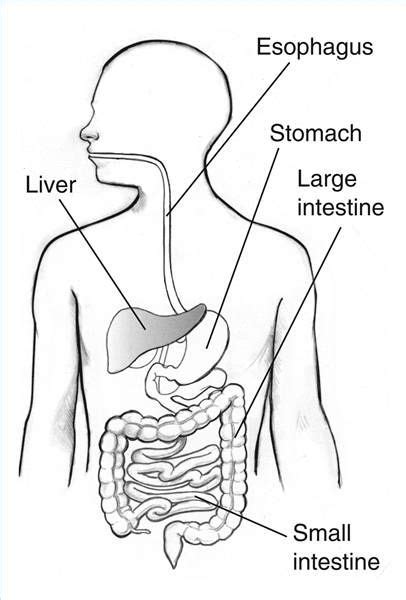 Digestive System Blank Diagram For Kids Digestive System Diagram