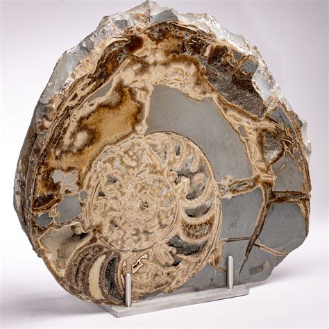 Uk Jurassic Coast Fossil Ammonite Pietra Gallery Touch Of Modern