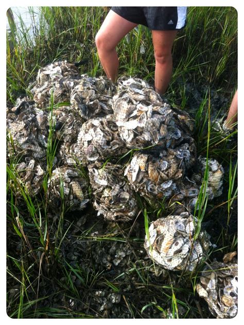 Building An Oyster Reef Community │fishsmith3s Blog