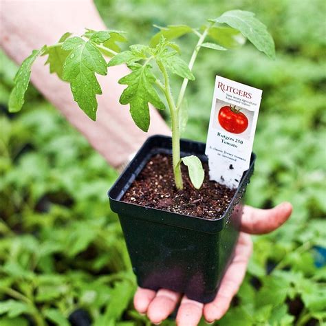 Tomato variety descriptions and images of fruit grown at rutgers njaes research farms in nj. Instagram photo by NYT Food • May 10, 2016 at 4:23pm UTC ...