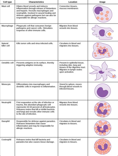 Biology Animal Structure And Function The Immune System Innate