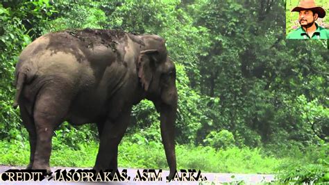 Morning Walk Of Elephant With Jasoprakas YouTube