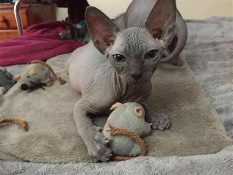 The Sphynx Cat A Hairless Feline With A Unique Personality Catsinfo
