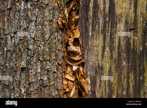 Trees With Different Barks Stock Photo Alamy