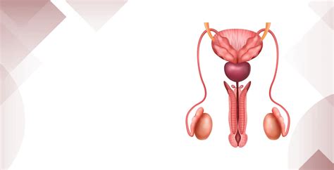 Testicular Atrophy Symptoms Causes And Treatment Indira Ivf