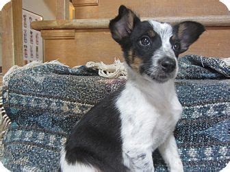 Dogs and puppies cats and kittens horses rabbits birds snakes. Border Collie/Australian Cattle Dog Mix Puppy for adoption ...
