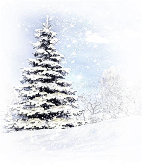 Christmas Tree After A Snow Storm Blizzard Stock Photo Image Of