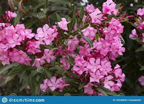 Blooming Pink Oleander Flowers Or Nerium In Garden Stock Photo Image