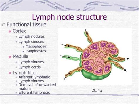 Lymphatic System Review Introduction Components Lymph Is