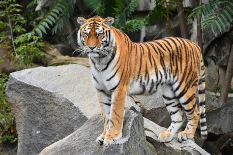 Premium Photo Siberian Tiger Standing On The Rock