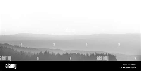 Misty Forest Thick Mist Over Pine Forest In Scotland Stock Photo Alamy