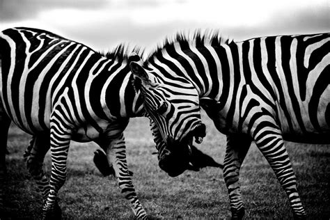 Zebras Animals Black And White Welovesolo