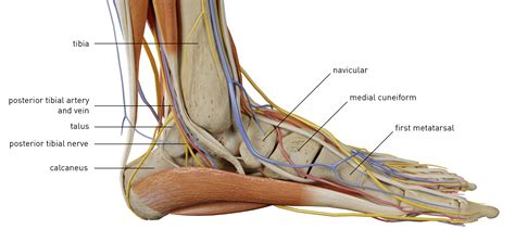Ankle Anatomy Health Ankle Anatomyankle Anatomy