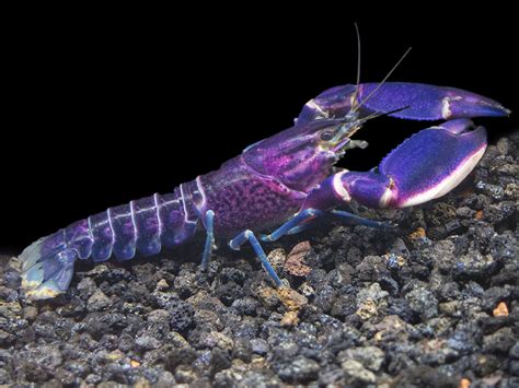 Imperial Purple Crayfish Cherax Alyciae Aquatic Arts On Sale Today