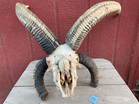 Jacob Sheep Skull 15 — Meridian Jacobs