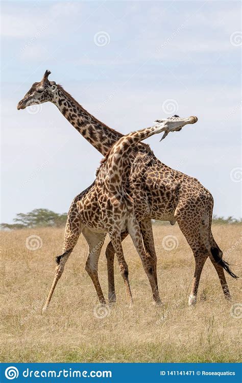 Masai Mara Giraffe On Safari In Kenya Africa Stock