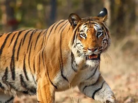 Authorities Still Searching For Edenvales Elusive Tiger Za