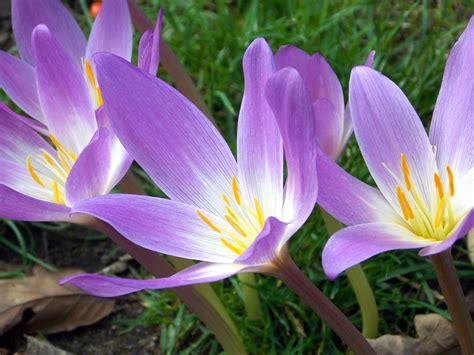 Purple Lily Flowers · Free Stock Photo