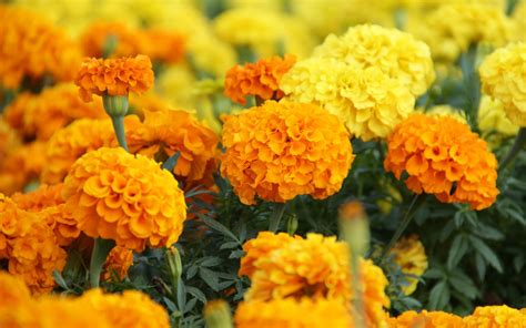 Marigold Flowers Images And Wallpapers 8 : Wallpapers13.com