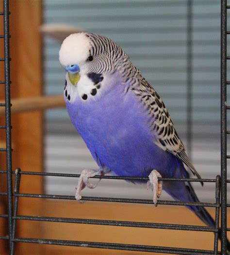 Budgie Blue Parakeet · Free Photo On Pixabay
