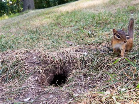 How To Seal A Chipmunk Hole
