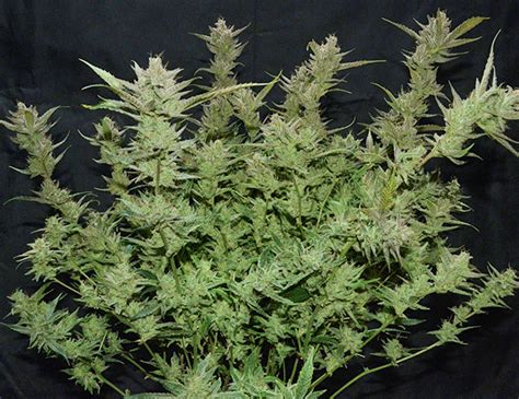 Bruce Banner Autoflower Week By Week Grow Journal Herbies